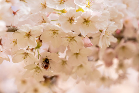 Cherry blossom in springtime in Frankfurt, Hesse, Germany, Europeの写真素材
