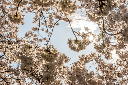 Cherry blossom in springtime in Frankfurt, Hesse, Germany, Europeの写真素材