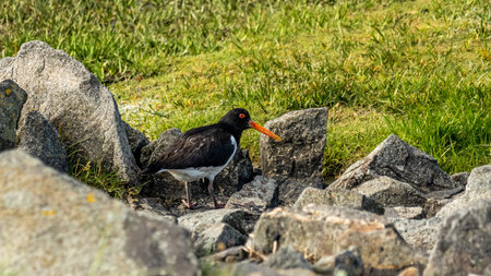 oystercatcher bird at the wadden sea at north sea, germanyの写真素材