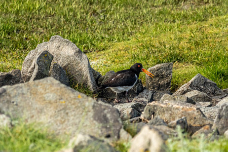 oystercatcher bird at the wadden sea at north sea, germanyの写真素材