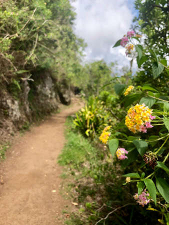 Closeup of cap noir hiking trail on la reunion islandの写真素材