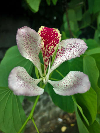 closeup of orchid flower mauritiius islandの写真素材
