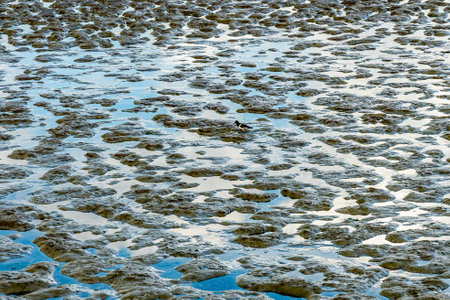 View on the wadden sea of the north sea at low tide and a oystercatcher bird searching for food Germanyの写真素材