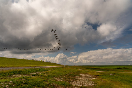 Brent geese flying off the coast of the north sea, germanyの写真素材