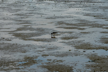 View on the wadden sea of the north sea at low tide near emden, germanyの写真素材