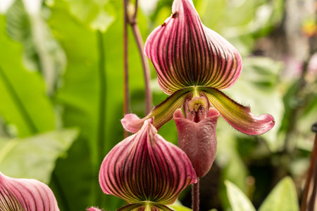 Blooming flower of orchid Phalaenopsis hybrid with a large chalice, lip and petalsの写真素材