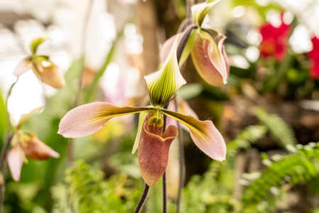 beautiful orchid blossom in spring timeの写真素材