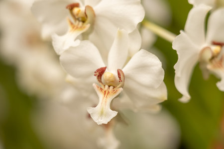 beautiful orchid blossom in spring timeの写真素材