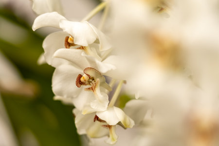 beautiful orchid blossom in spring timeの写真素材