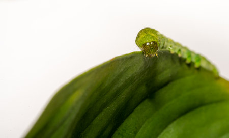 close up of Angle Shades caterpillar on a green leaf on a white backgroundの写真素材