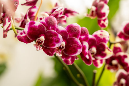 beautiful orchid blossom in spring timeの写真素材