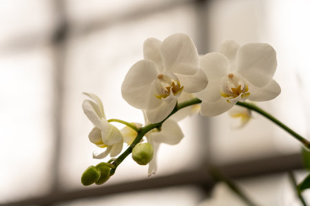 beautiful orchid blossom of Blooming flower of orchid Phalaenopsis snow flake in spring timeの写真素材