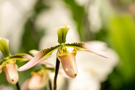 beautiful orchid blossom in spring timeの写真素材