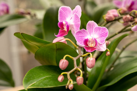 beautiful orchid blossom of phalaenopsis vienna in spring timeの写真素材