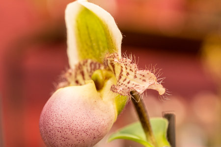 Blooming flower of orchid Phalaenopsis hybrid with a large chalice, lip and petalsの写真素材