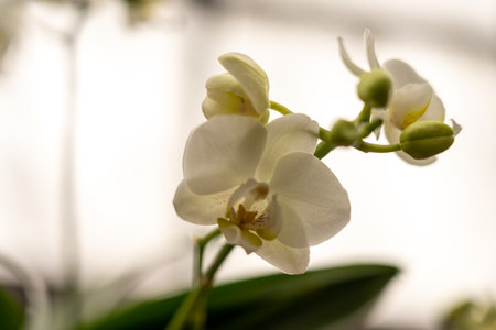 beautiful orchid blossom of Blooming flower of orchid Phalaenopsis snow flake in spring timeの写真素材