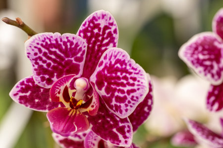 beautiful orchid blossom in spring timeの写真素材