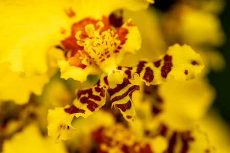 beautiful orchid blossom in spring timeの写真素材