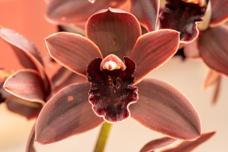 beautiful orchid blossom in spring timeの写真素材