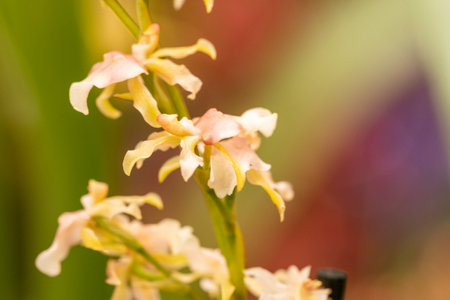 beautiful orchid blossom in spring timeの写真素材