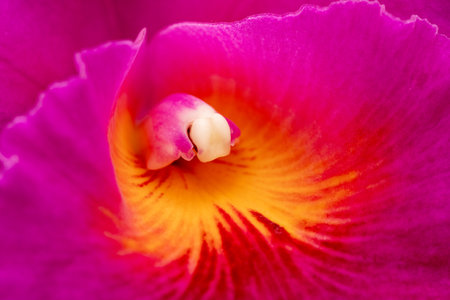 close up of the pink and yellow petals and lip of a beautiful orchid blossom in spring timeの写真素材