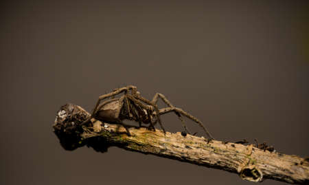 wolf spider sitting on a wood stick in spring time, hessen, germanyの写真素材