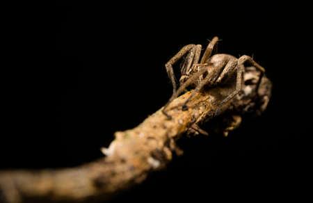 wolf spider sitting on a wood stick in spring time, hessen, germanyの写真素材