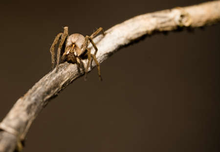 wolf spider sitting on a wood stick in spring time, hessen, germanyの写真素材