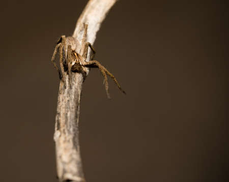 wolf spider sitting on a wood stick in spring time, hessen, germanyの写真素材