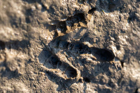footprint of a tiny bird in the mud at sunsetの写真素材