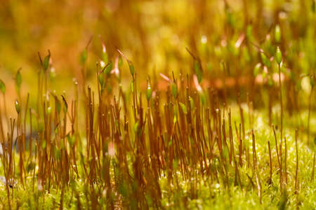 close up of fresh moss with seedlingsの写真素材