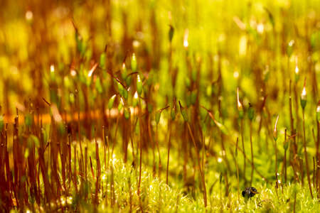 close up of fresh moss with seedlingsの写真素材