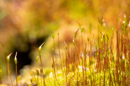 close up of fresh moss with seedlingsの写真素材