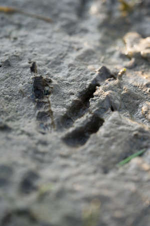 footprint of a tiny bird in the mud at sunset