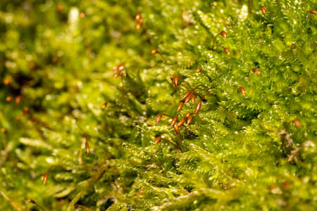 close up of fresh moss with seedlingsの写真素材