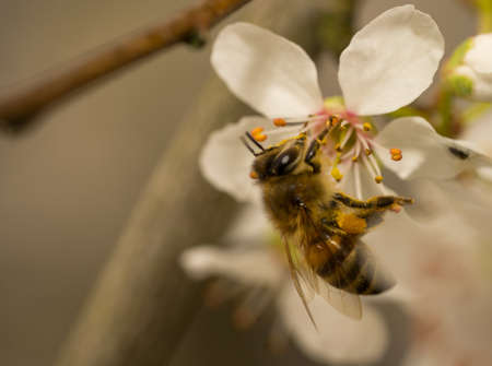 a bee gathering pollen from a cherry blossom in springtimeの写真素材