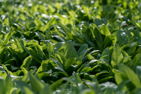 field of wild garlic during springtime in a forest near bad vilbel, hesse, germanyの写真素材