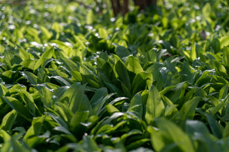 field of wild garlic during springtime in a forest near bad vilbel, hesse, germanyの写真素材