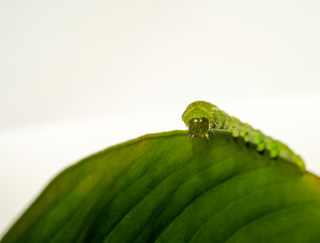 close up of Angle Shades caterpillar on a green leaf on a white backgroundの写真素材