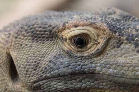 closeup of an iguana in the zoo of Frankfurt am Main, Germany