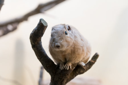 closeup of a gundi on a treeの写真素材