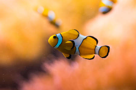 closeup of the famous clown fishの写真素材