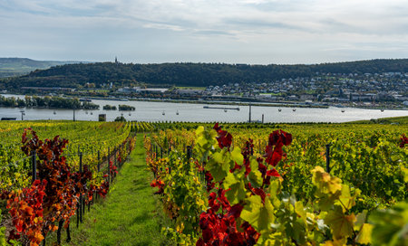 View on vineyards, rhine during fall in ruedesheim, middle rhine valley, germanyの写真素材