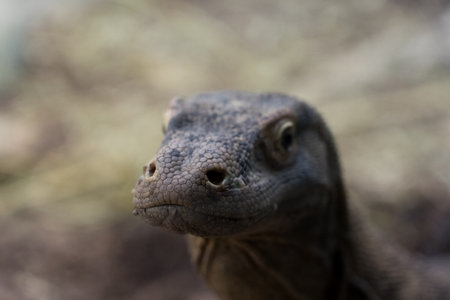 closeup of an iguana in the zoo of Frankfurt am Main, Germanyの写真素材