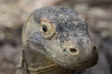 closeup of an iguana in the zoo of Frankfurt am Main, Germanyの写真素材