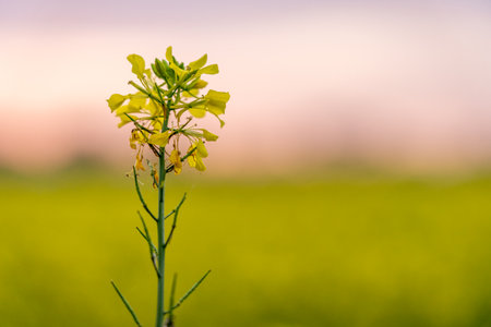 closeup of mustard field flowers on a meadow, wetzlar, germanyの写真素材