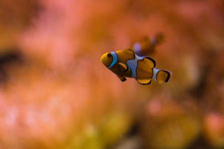 closeup of the famous clown fishの写真素材