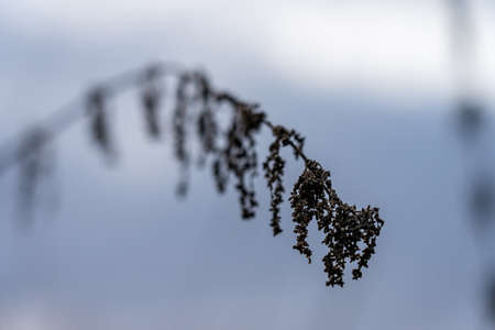 macro photography of a dry grass branchの写真素材