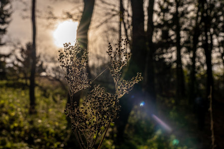 closeup of flowers in forest with bokeh and sun in the background in rhoen, hesse, germanyの写真素材