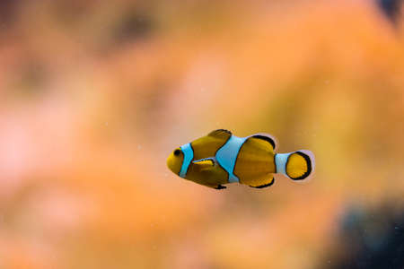 closeup of the famous clown fishの写真素材